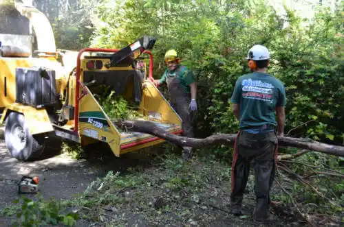 tree services Lake in the Hills